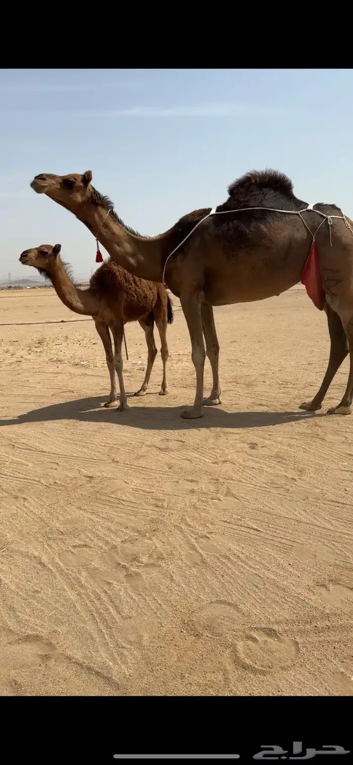 خلفة ساحلية للبيع تم  البيع 4