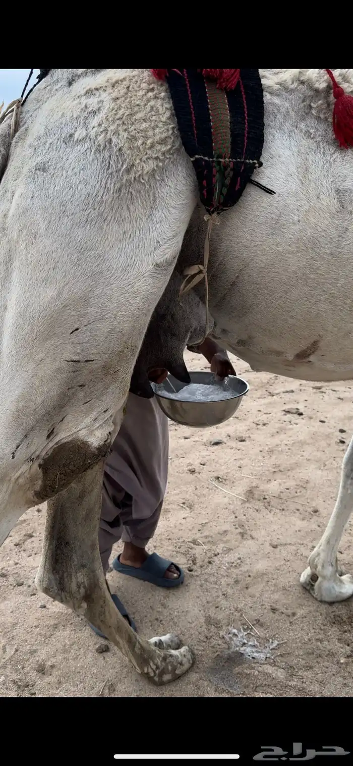 خلفه وضحا ثنو الحليب وافر وهديه ومشروطه 10