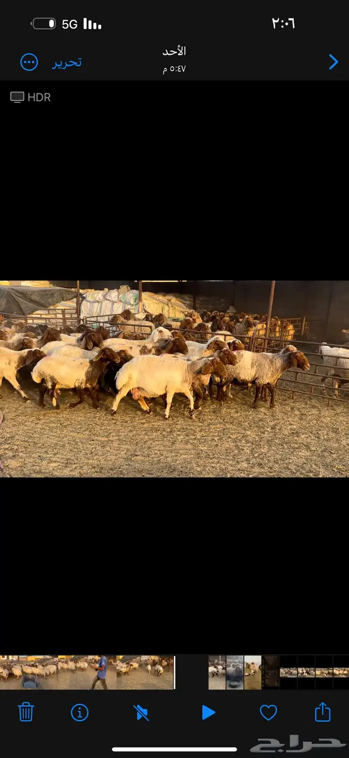 غنم نعيم مضاريع ومراح 1