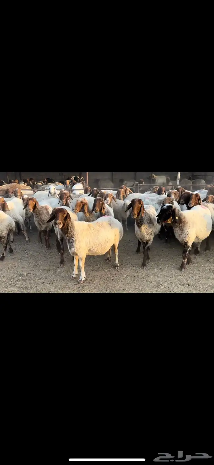 غنم نعيم مضاريع ومراح 2