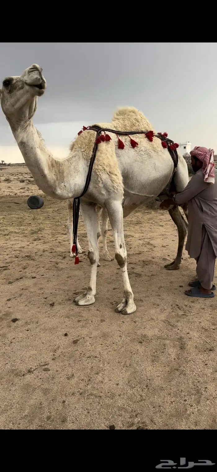 خلفه وضحا ثنو الحليب وافر وهديه ومشروطه 13