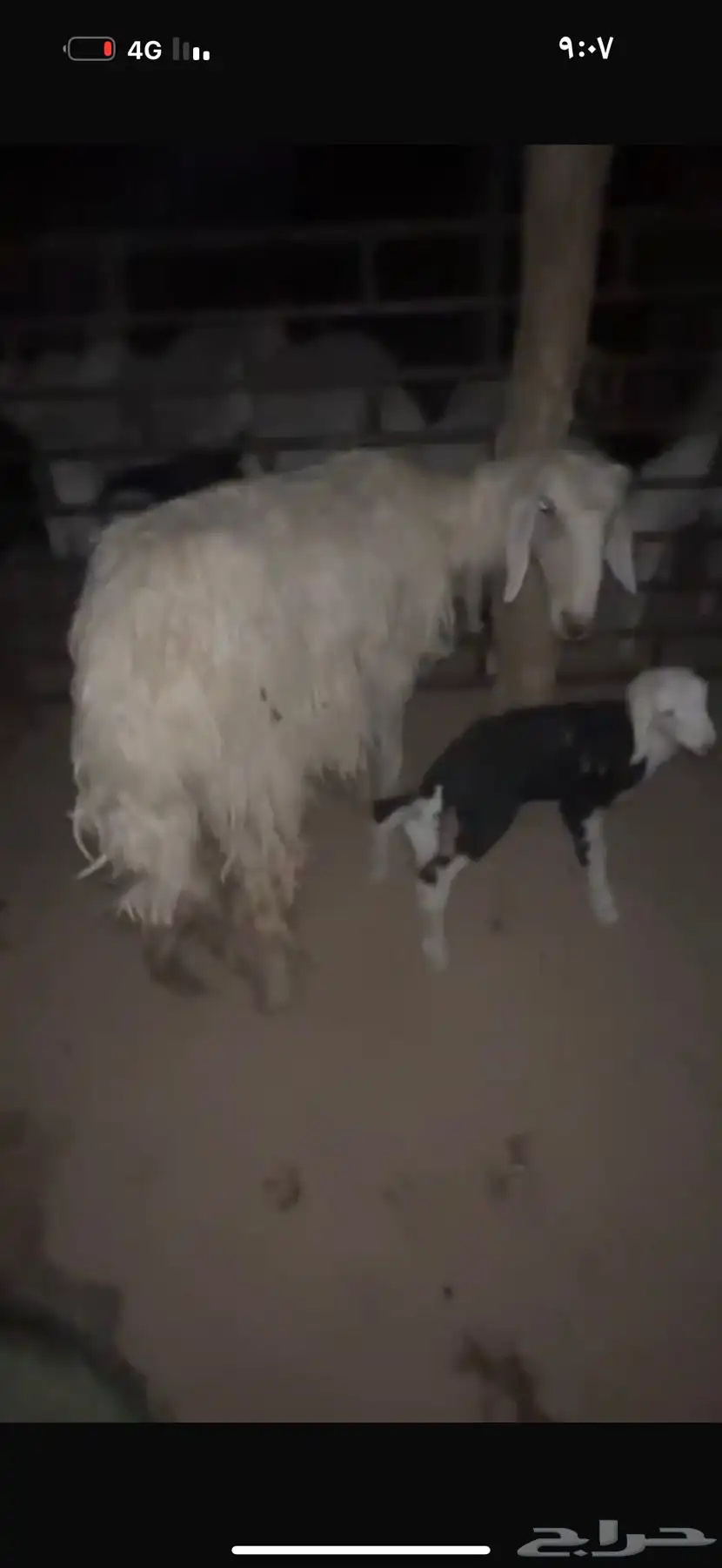 للبيع ثنيه تحتها طلي صنف وخصم الموقع جنوب حايل معيقلات 4
