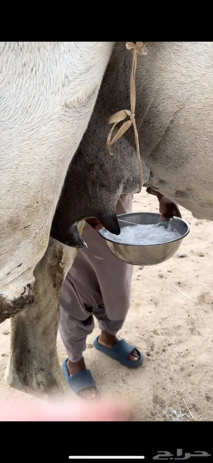 خلفه وضحا ثنو الحليب وافر وهديه ومشروطه 9