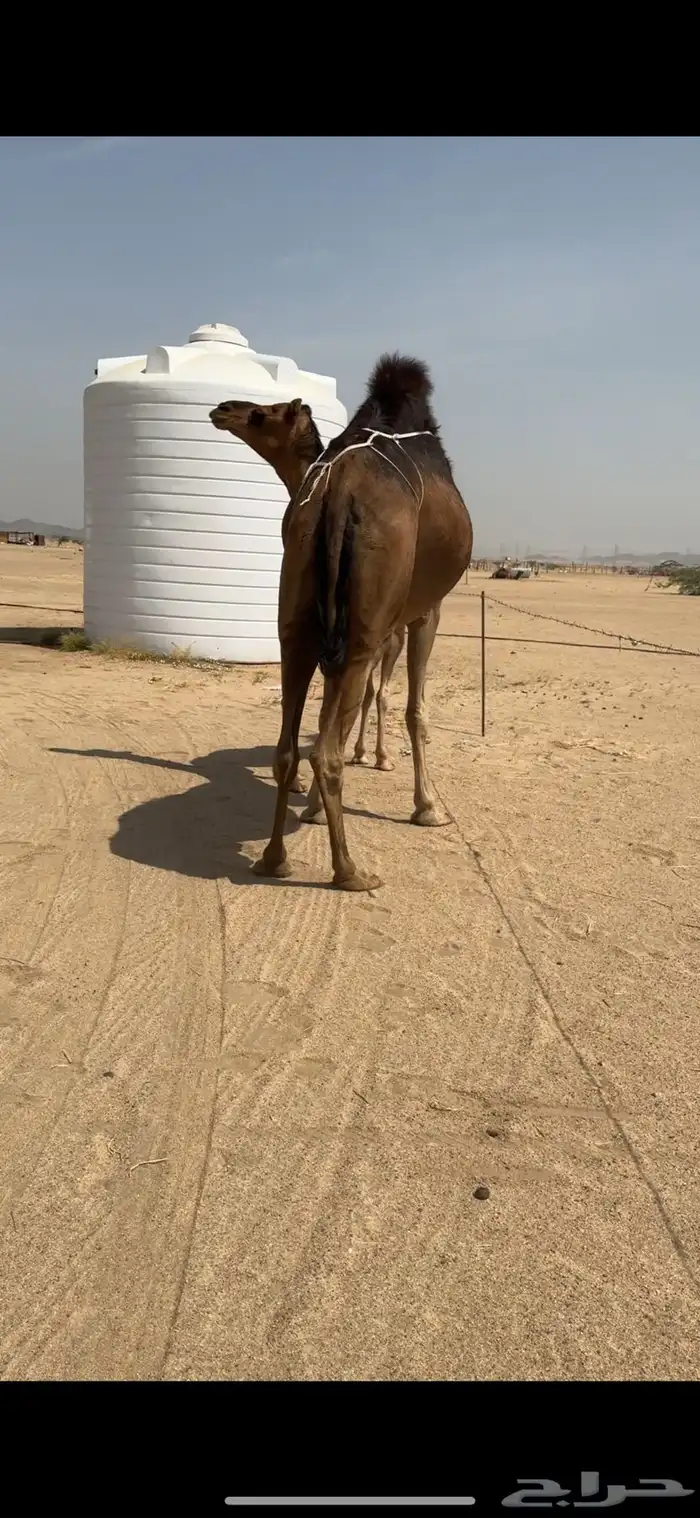 خلفة ساحلية للبيع تم  البيع 12