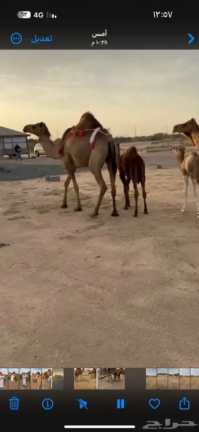 خلفه ساحيله 15
