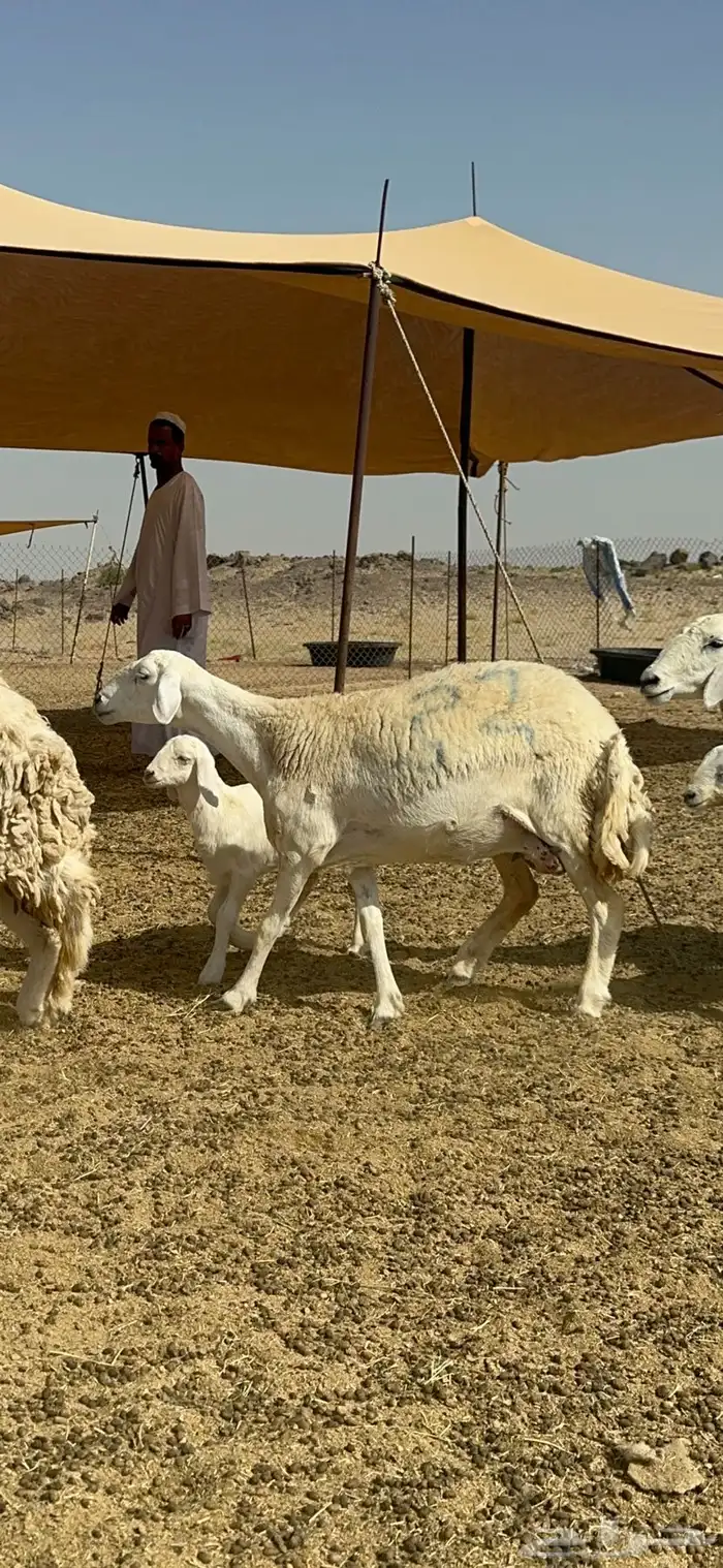 غنم حرية رخال متابيع صنف نادر وفرصه طيبه 30 تحتها 30 5