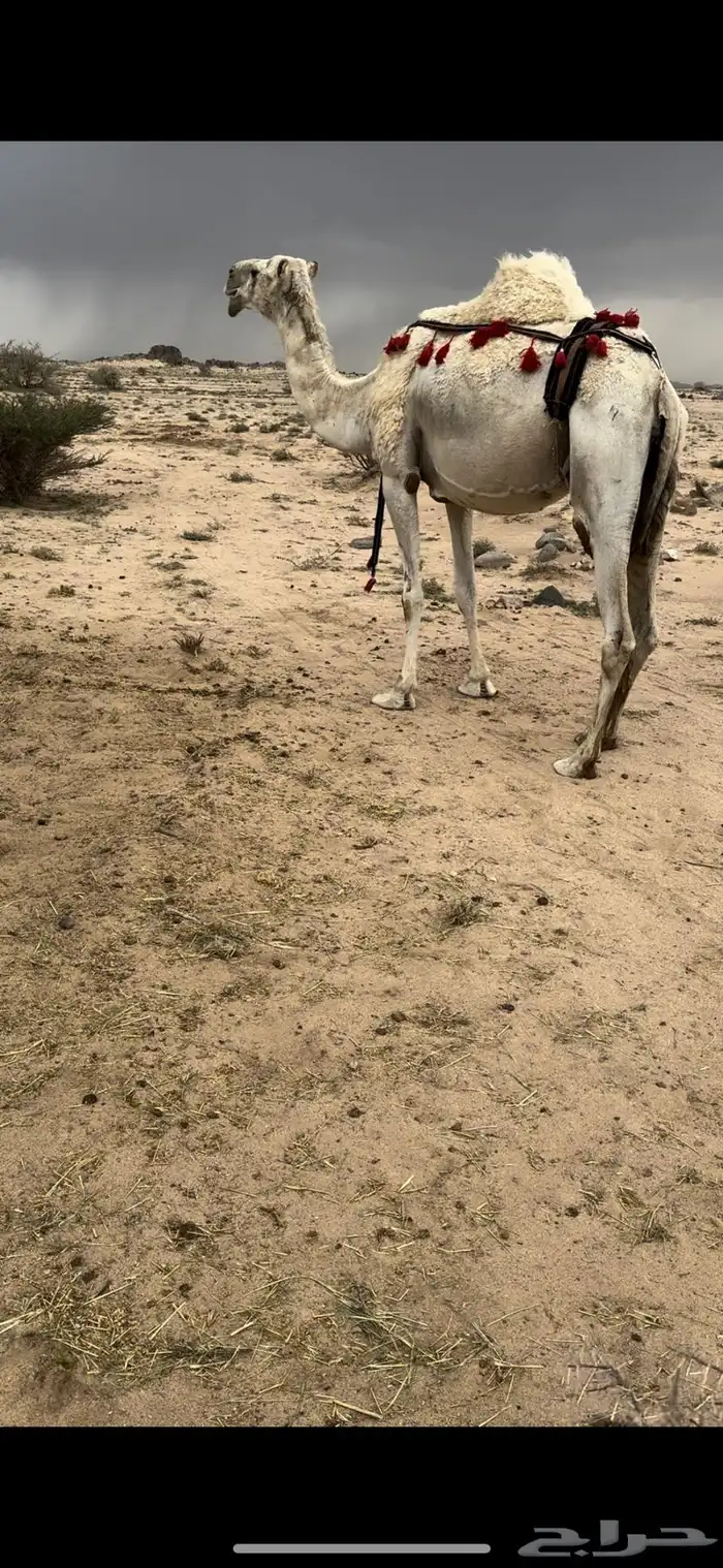 خلفه وضحا ثنو الحليب وافر وهديه ومشروطه 14
