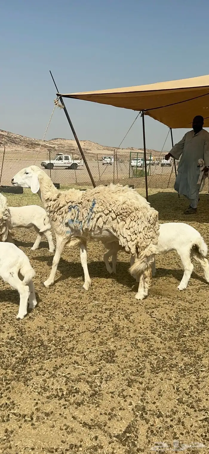 غنم حرية رخال متابيع صنف نادر وفرصه طيبه 30 تحتها 30 2