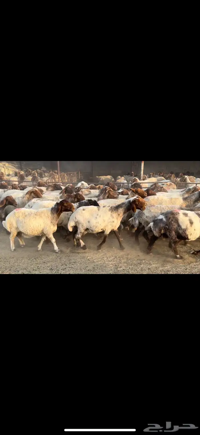 غنم نعيم مضاريع ومراح 3