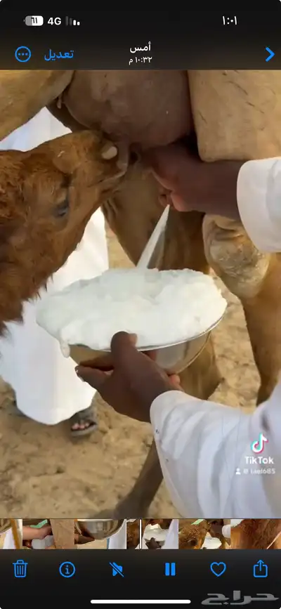 خلفه ساحيله 8