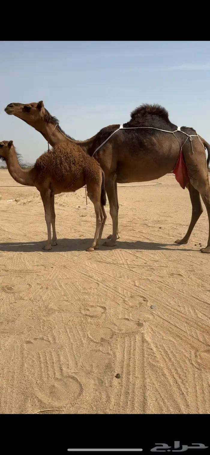 خلفة ساحلية للبيع تم  البيع 2