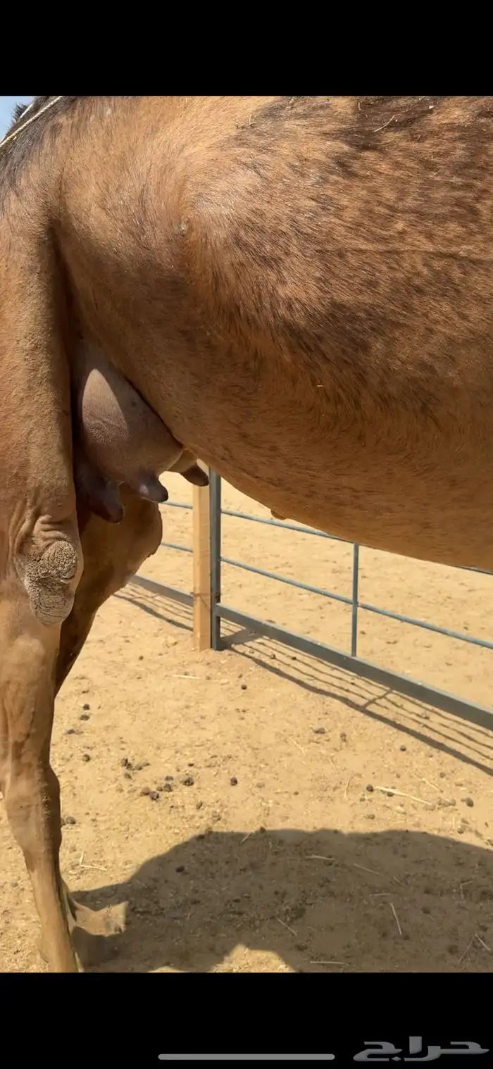 خلفة ساحلية للبيع تم  البيع 11