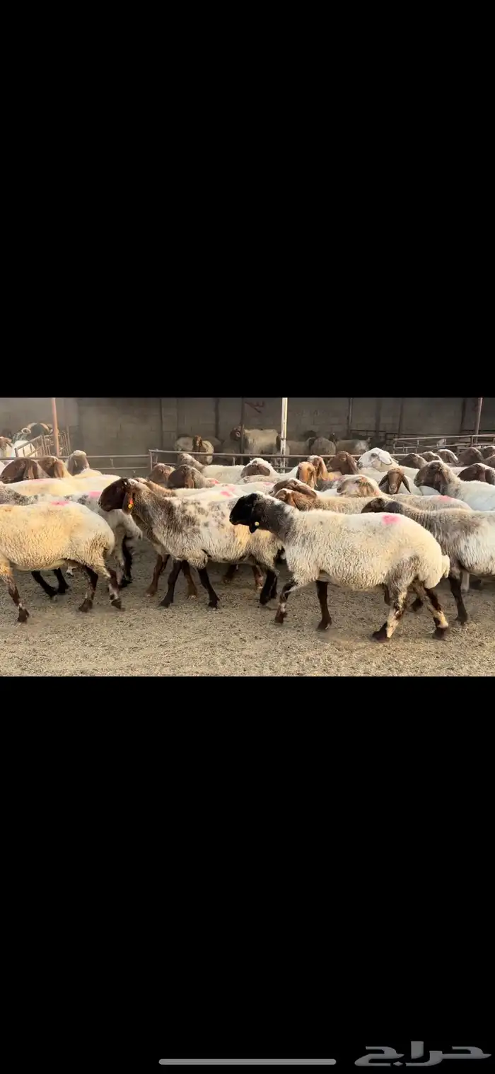 غنم نعيم مضاريع ومراح 5