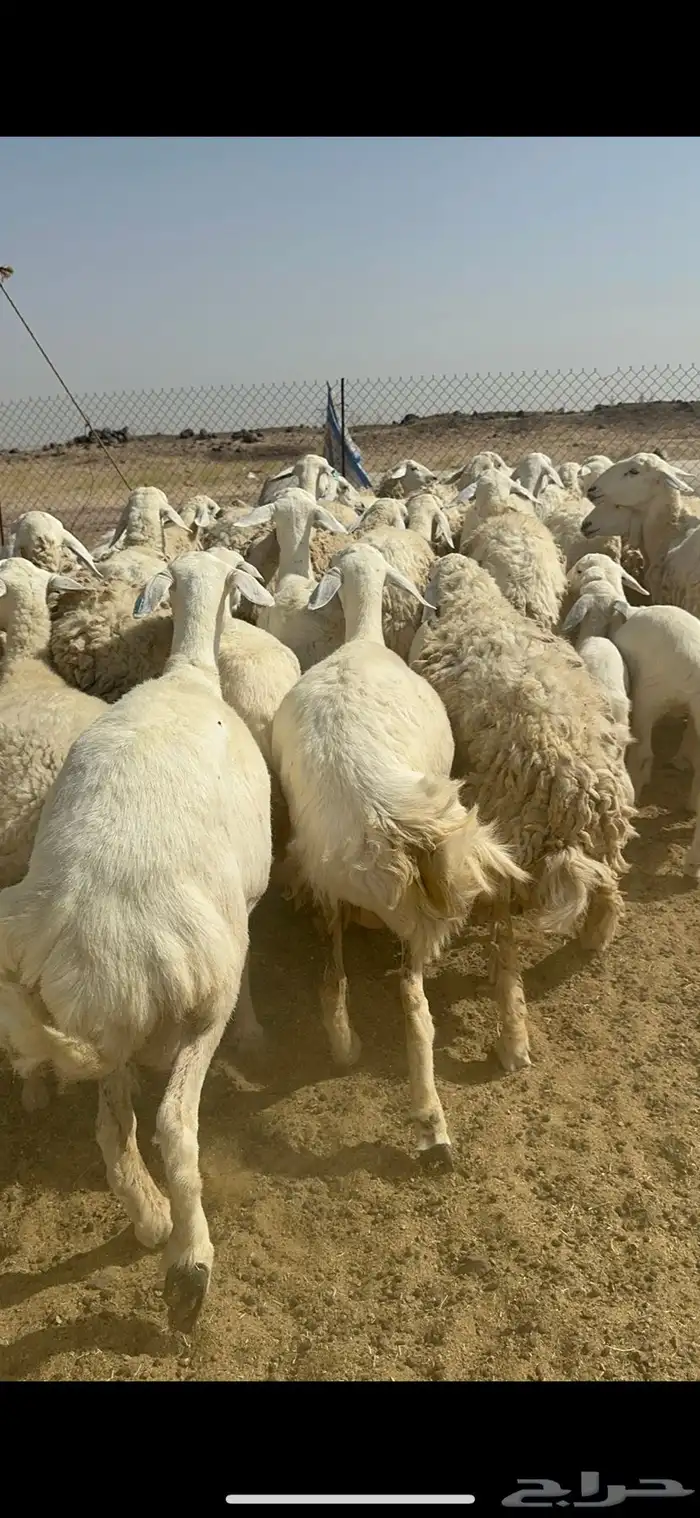 غنم حرية رخال متابيع صنف نادر وفرصه طيبه 30 تحتها 30 11