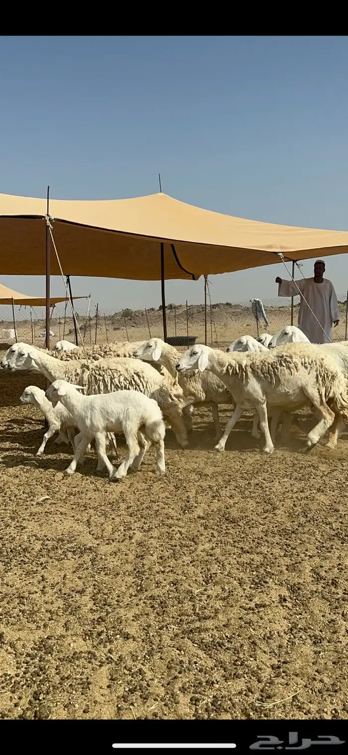 غنم حرية رخال متابيع صنف نادر وفرصه طيبه 30 تحتها 30 0