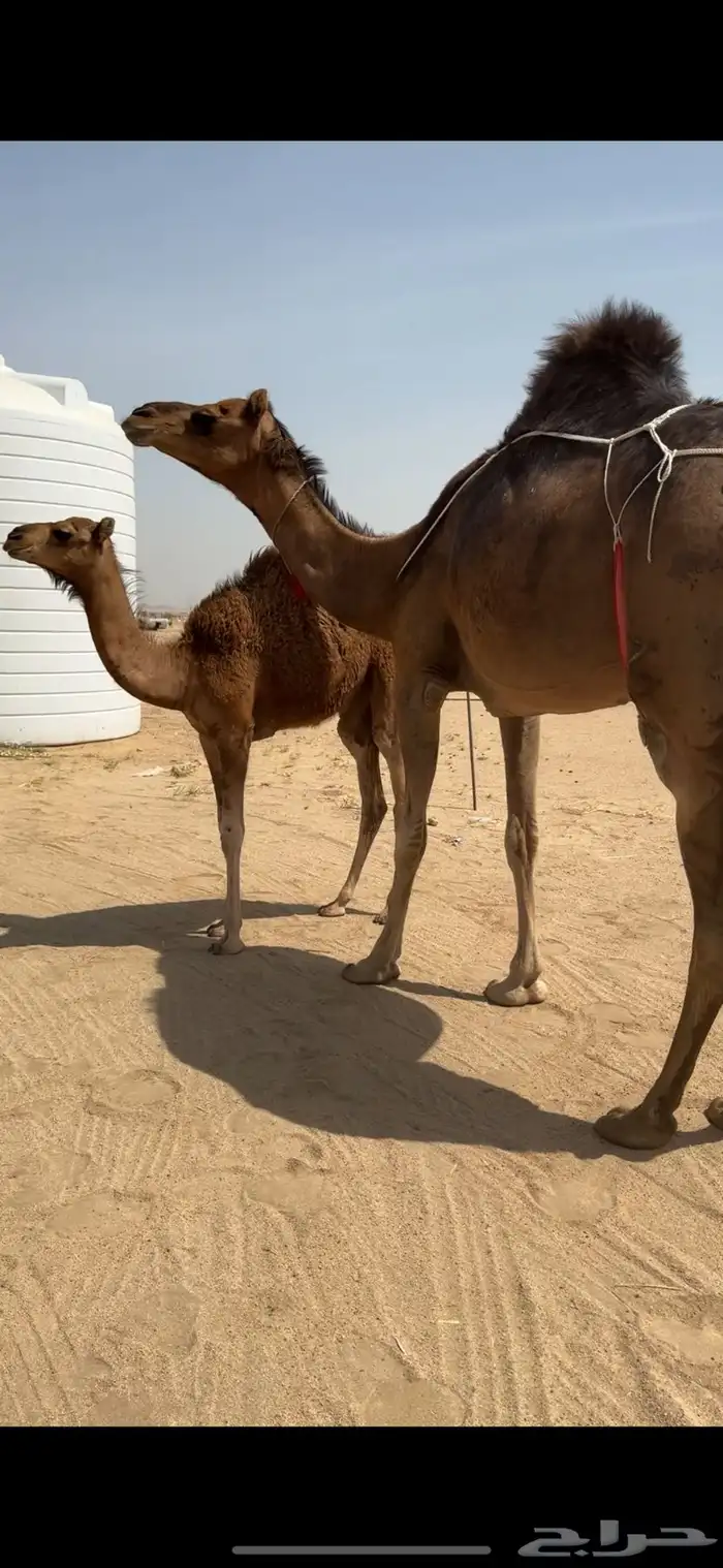 خلفة ساحلية للبيع تم  البيع 5