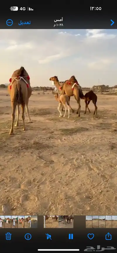 خلفه ساحيله 13