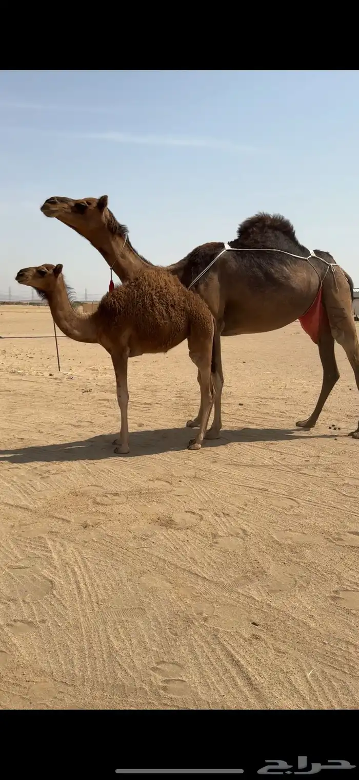 خلفة ساحلية للبيع تم  البيع 7