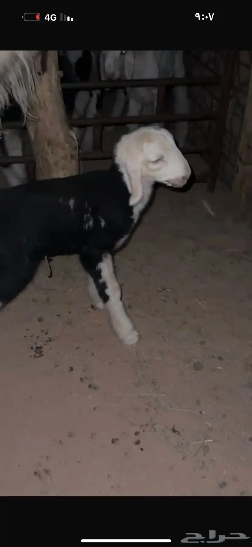 للبيع ثنيه تحتها طلي صنف وخصم الموقع جنوب حايل معيقلات 1