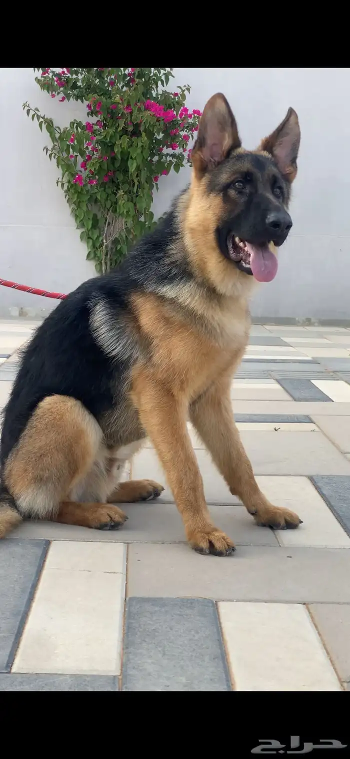 للبيع جراء جيرمن شيبرد شوولاين مستوى عالي اهالي بديقري 1