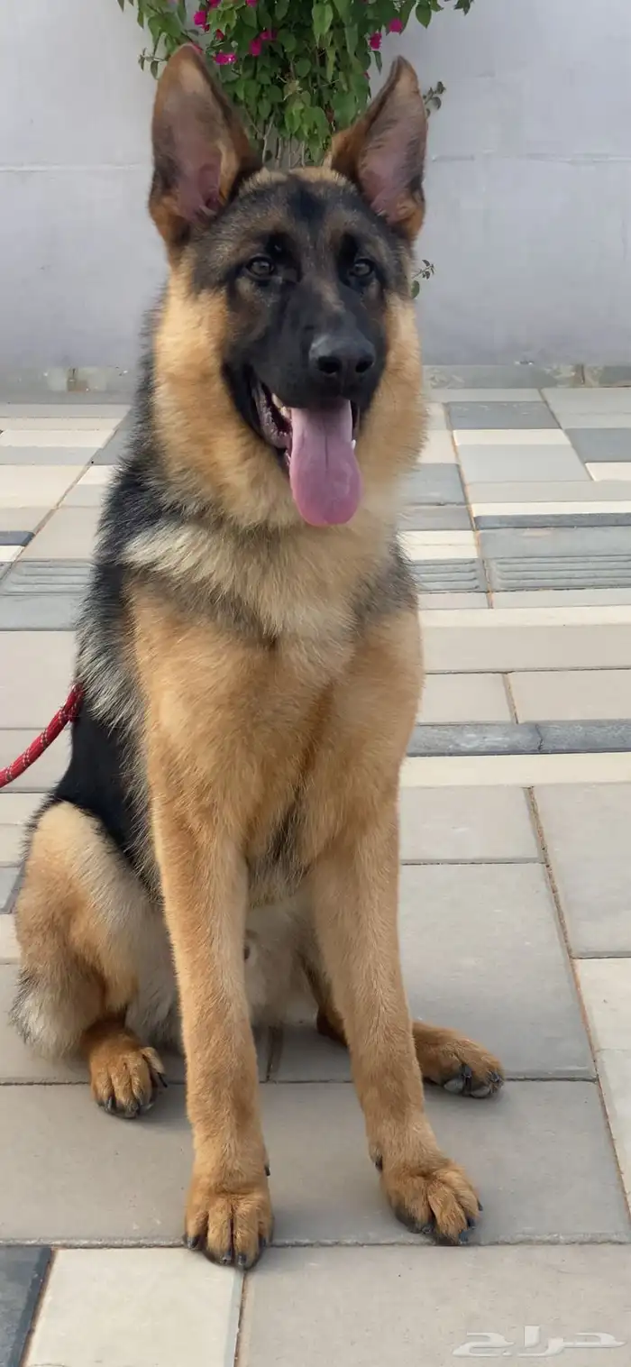 للبيع جراء جيرمن شيبرد شوولاين مستوى عالي اهالي بديقري 2