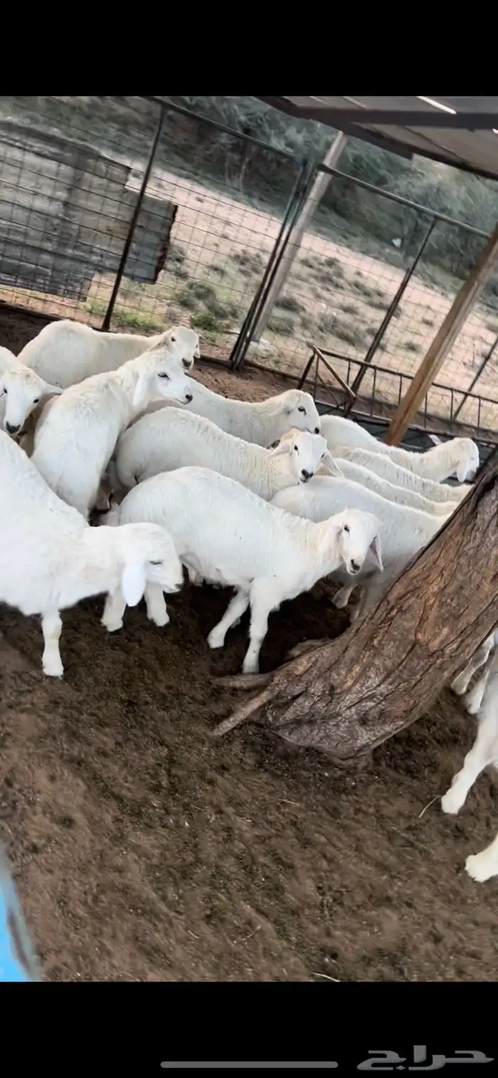 طليان حريه 1