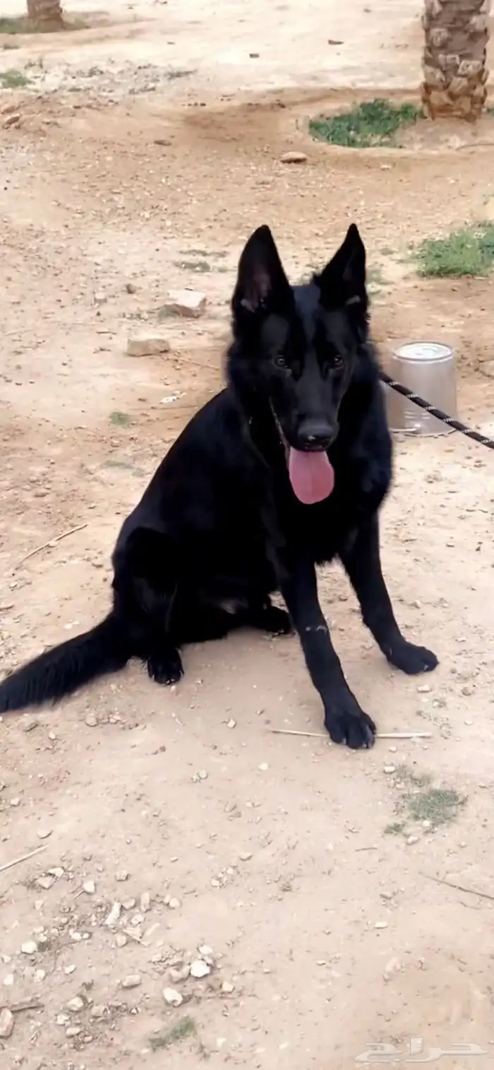 بلاك جيرمن شيبرد 0