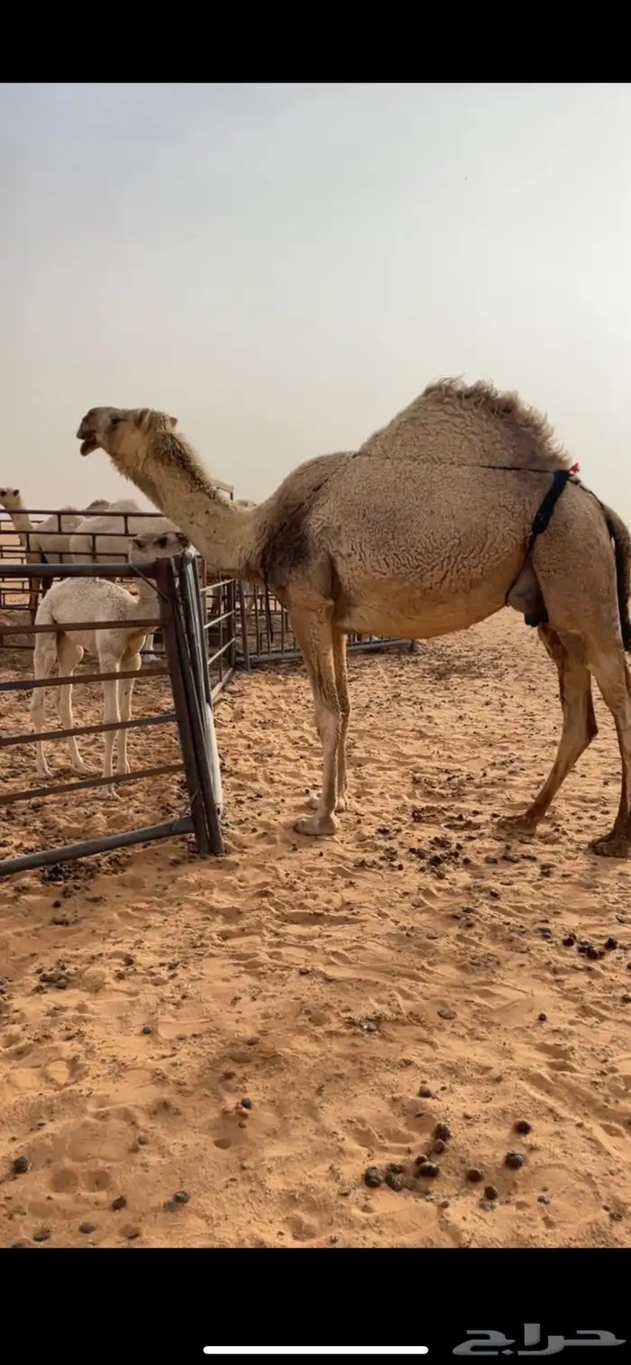 خلفه شقحاء هديه 1