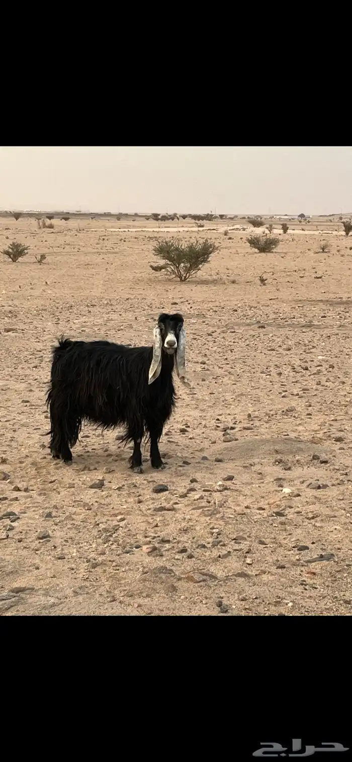 تم البيع 1