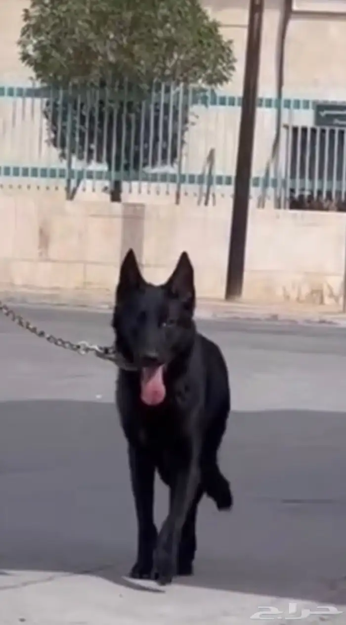 بلاك جيرمن شيبرد 1