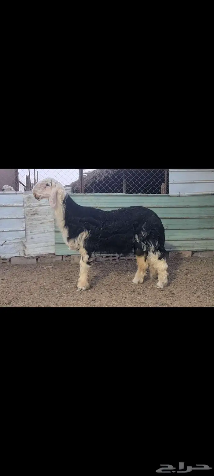 ( تم البيع )جذع نجدي فاخر 0