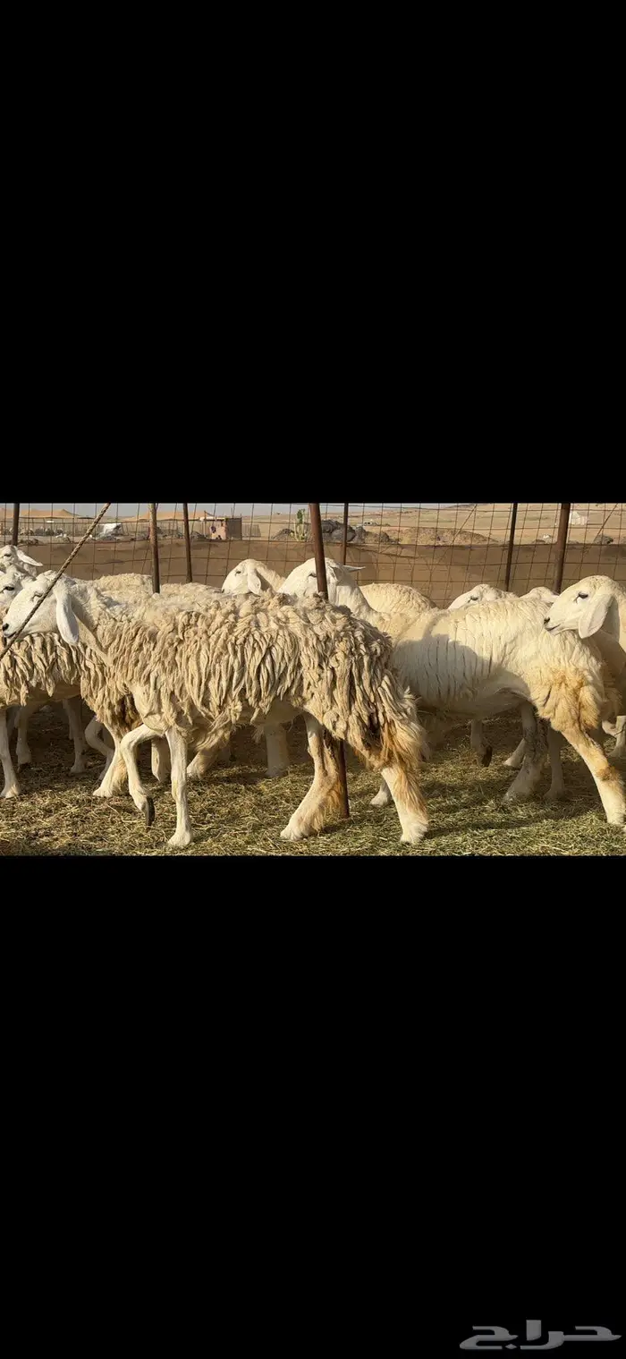 رخال حرية حرش فاخرة 70 بالفحل 5
