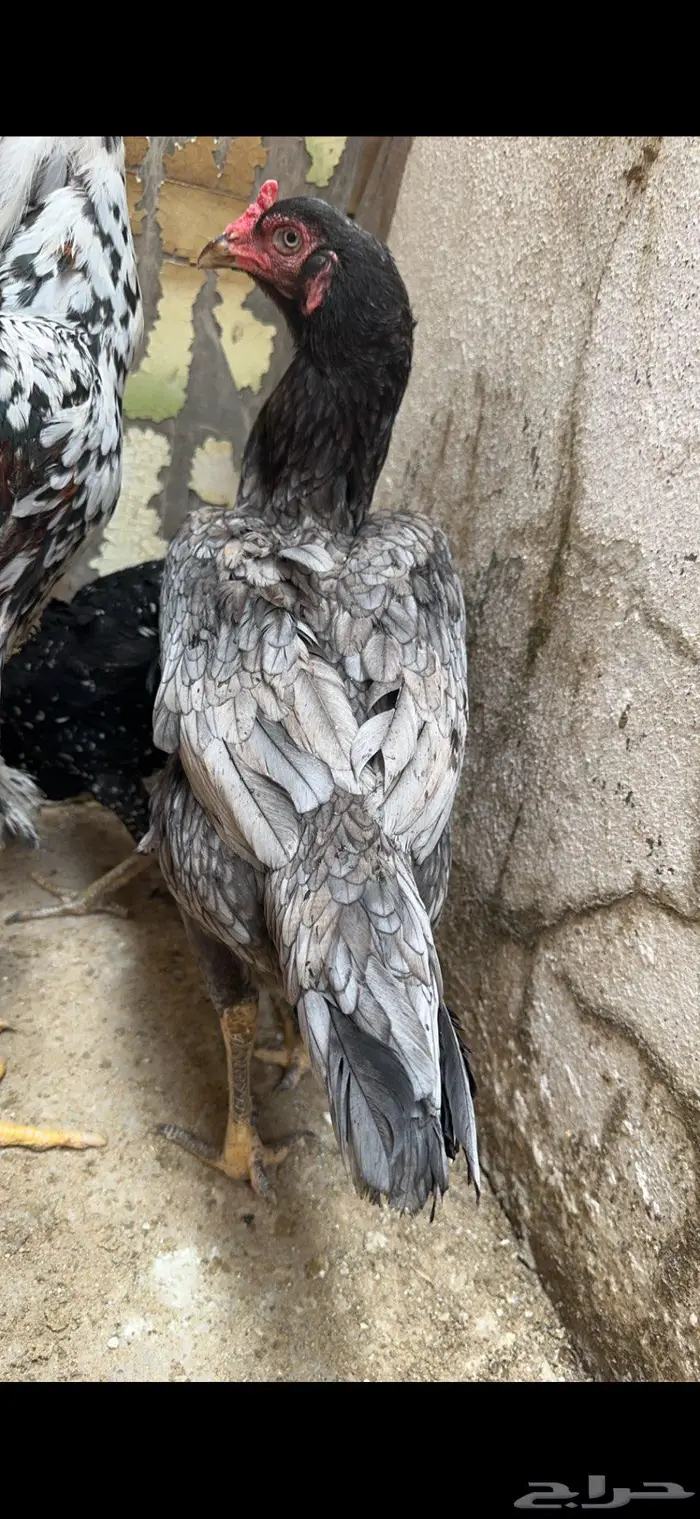 دجاجه سنديه خاكيه 4