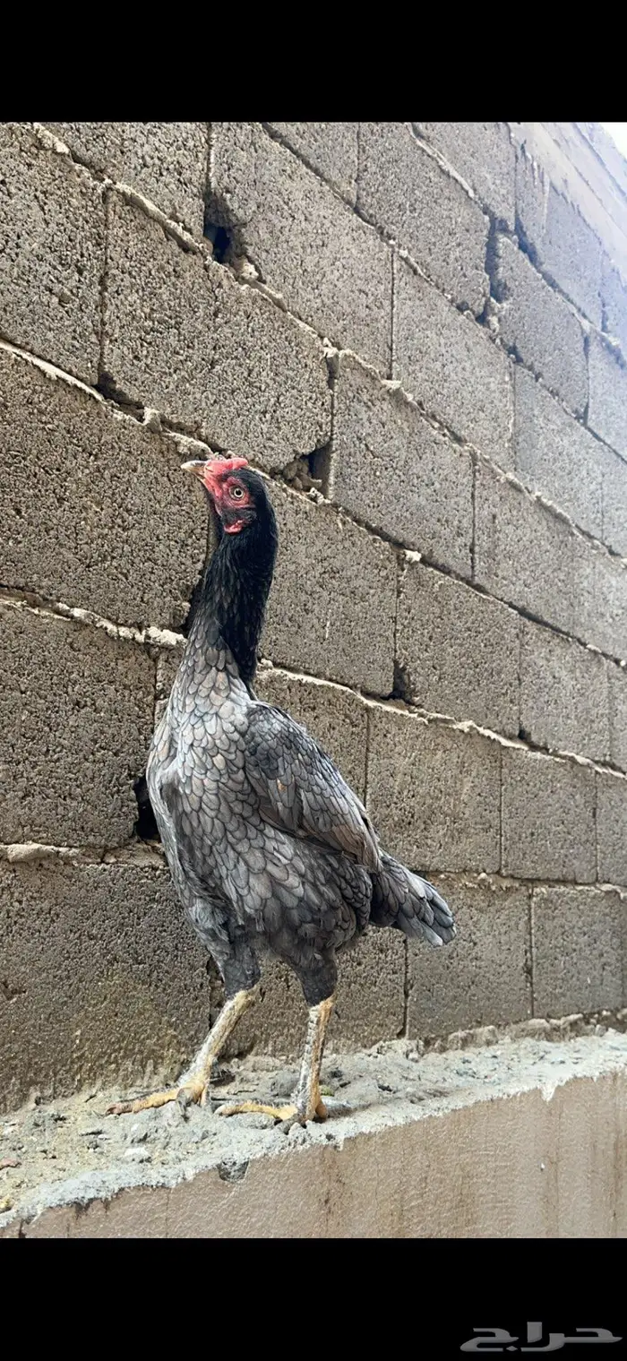 دجاجه سنديه خاكيه 2
