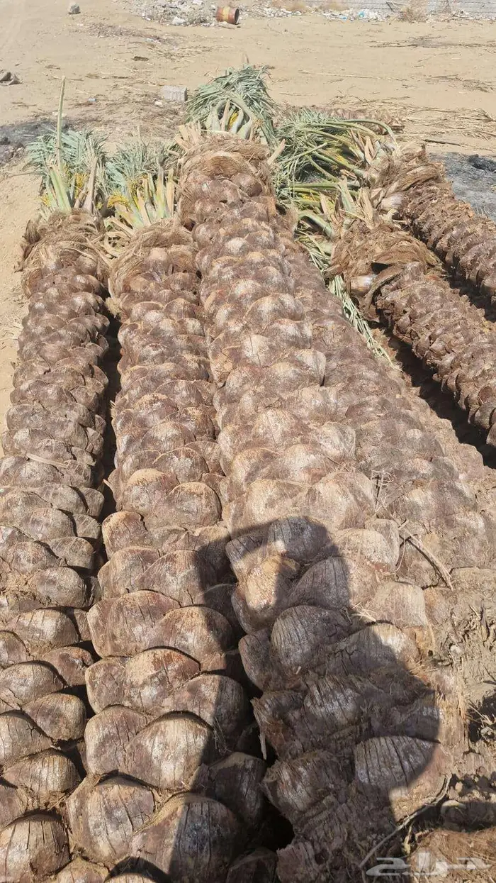 انخل للبيع 5