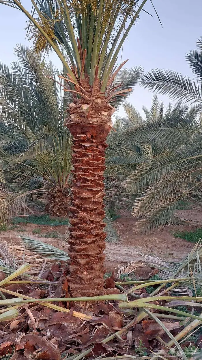 انخل للبيع 1