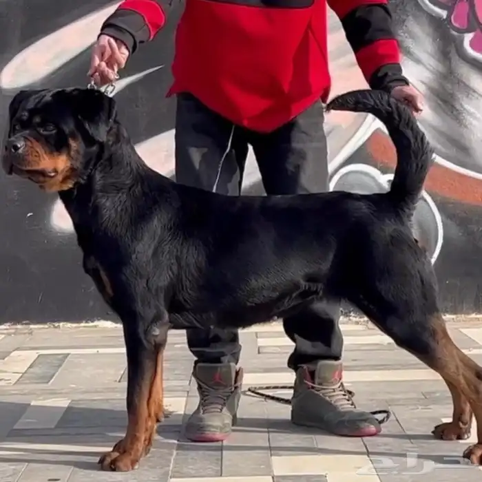 للبيع انثى روت مستوى عالي 0