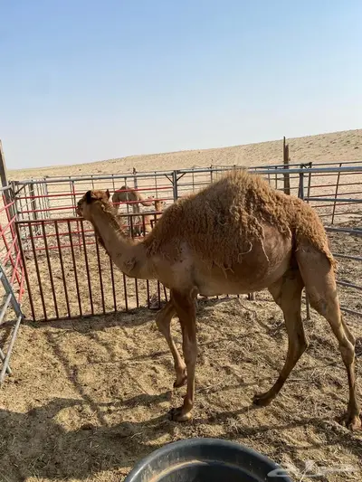 تم البيع حاشي للبيع الموقع الجبيل 0