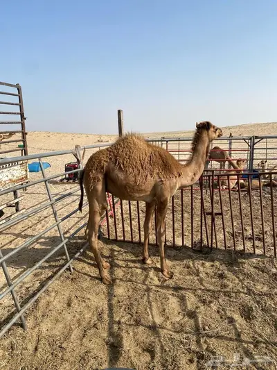 تم البيع حاشي للبيع الموقع الجبيل 1