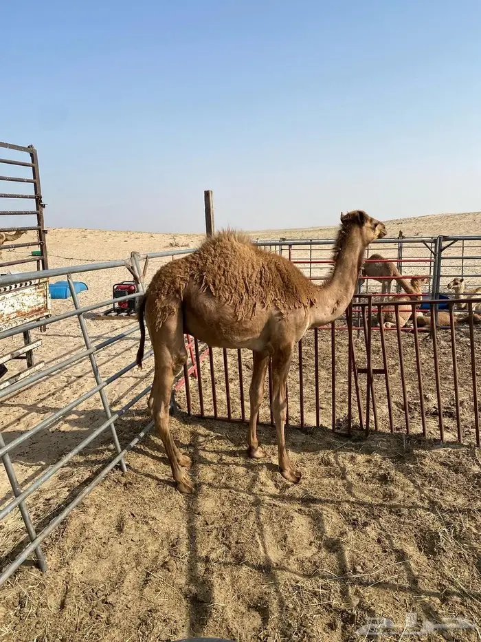 تم البيع حاشي للبيع الموقع الجبيل 1