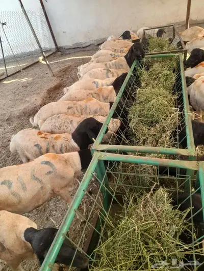 برابر صوماليه تربيه شهرين ونصف جمله وتفريد 3
