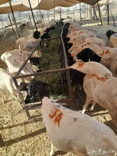 برابر صوماليه تربيه شهرين ونصف جمله وتفريد 1