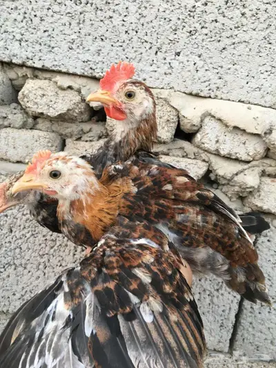 صوص دجاج عربي ترثه 0