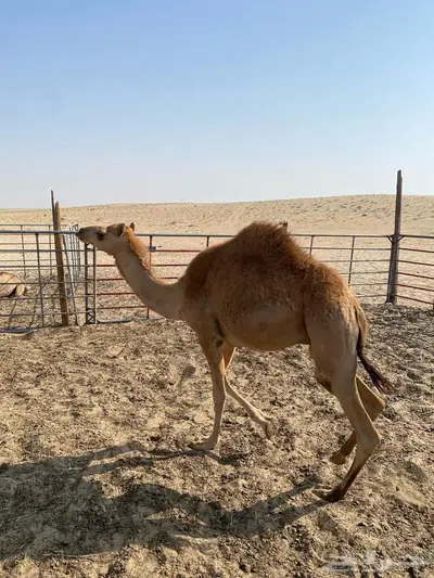تم البيع الجبيل حاشي للبيع 0