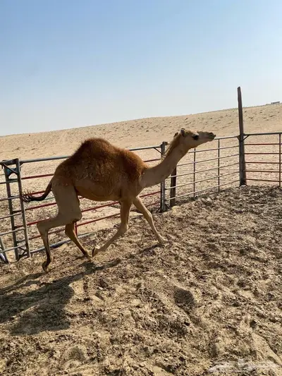 تم البيع الجبيل حاشي للبيع 1
