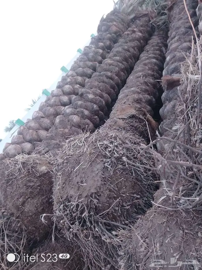 انخل للبيع 6