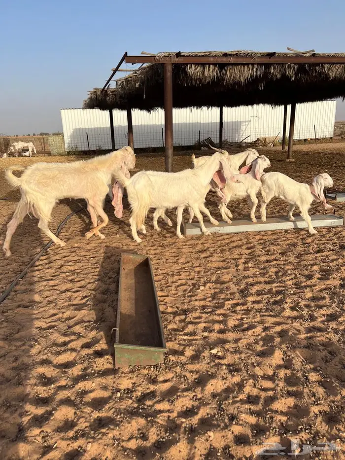 7 معزا مطوره يتبعها 10 عيالها ذبايح((تم البيع)) 6