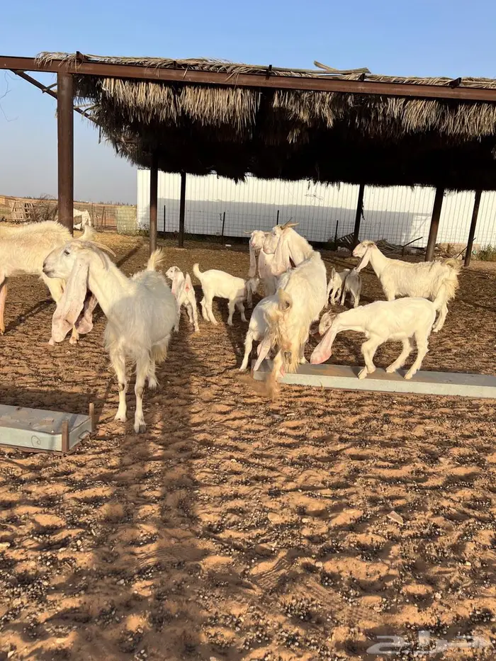 7 معزا مطوره يتبعها 10 عيالها ذبايح((تم البيع)) 4