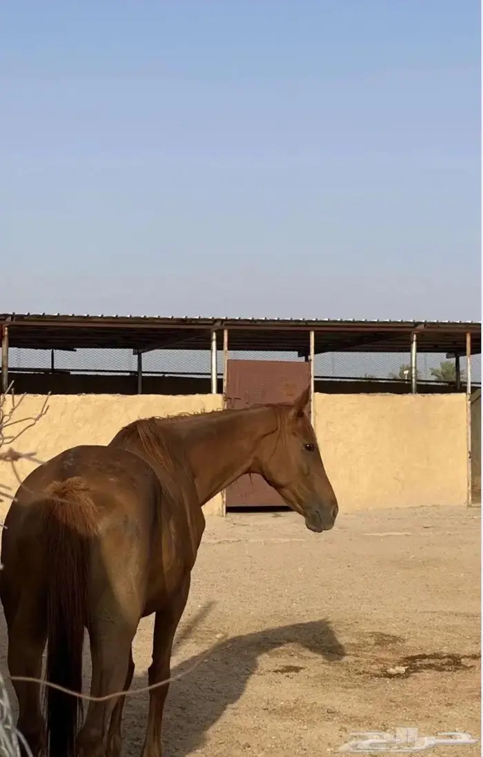 فرس انجليزية 5