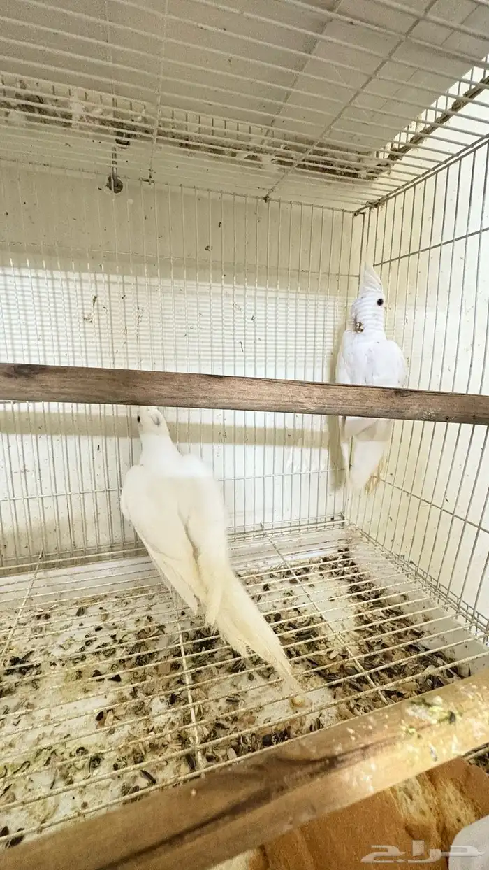 جوز كروان منتج ((( تم البيع خارج الموقع))) 1